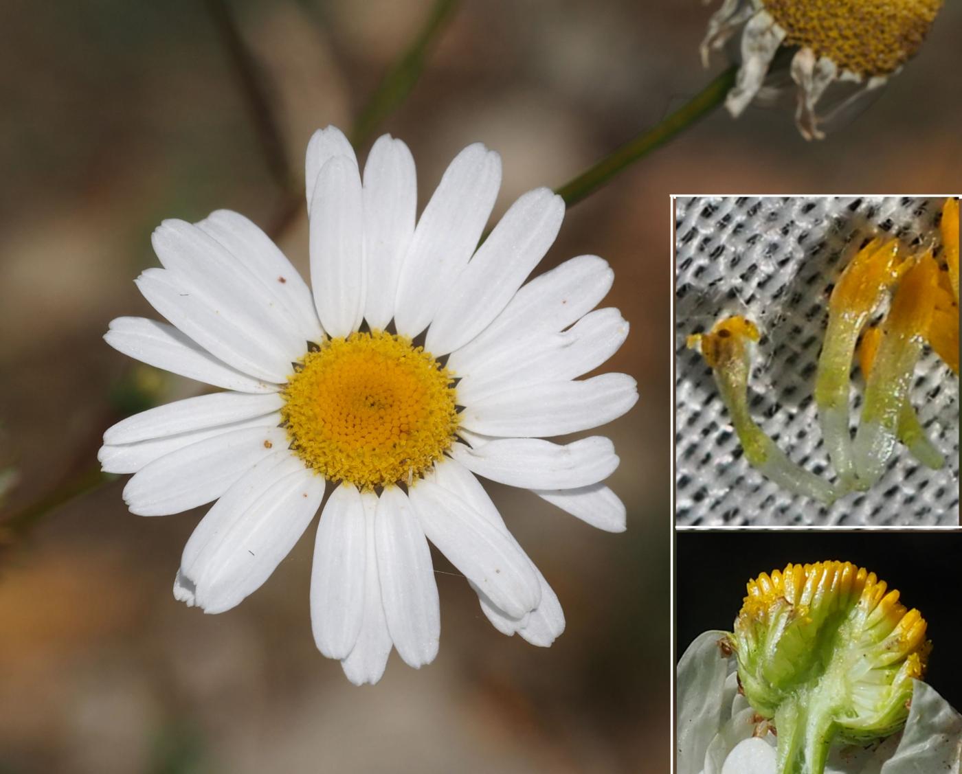 Mayweed, Scentless flower